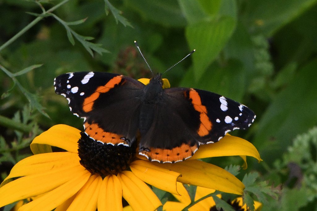 147 2017-08123620 Blackstone River and Canal Heritage State Park, MA.JPG - Red Admiral Butterfly (Vanessa atalanta) on Black-eyed Susan (Rudbeckia hirta). Blackstone River and Canal Heritage State Park, MA, 8-12-2017